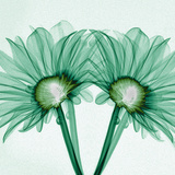 X-Ray of Gerber Daisies