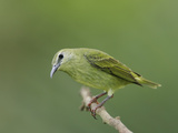 Red-Legged Honeycreeper Female (Cyanerpes Cyaneus)  Panama