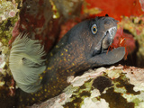 Mediterranean Moray (Muraenhelena) Being Cleaned by a Monaco Shrimp (Lysmata Seticaudata)