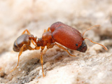 Supermajor Ant (Pheidole Tepicana)
