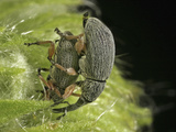 Hollyhock Weevil Male and Female Pair Mating (Apion Longirostre)  Family Brentidae  New Hampshire