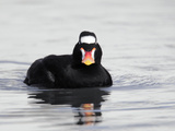 Surf Scoter Drake (Melanitta Perspicillata)  California  USA