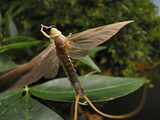 Long-Tailed Mayfly (Palingenia Longicauda)