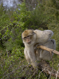 Barbary Macaque (Macaca Sylvanus)  Captive