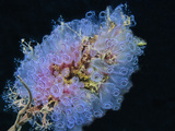 Lightbulb Tunicate (Clavelina Picta)  Phylum Chordata  Class Ascidiacea  Caribbean