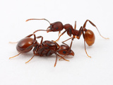 The Queen Ant (Aphaenogaster Tennesseensis)