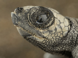 The Egg Tooth Helps the Little Olive Ridley Sea Turtle to Open the Soft But Tenacious Egg Shell