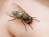 A Snipe Fly (Symphoromyia) Feeding