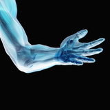 Human Elbow Showing Bones and Muscles