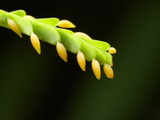 In Exchange for Protection Swollen-Thorn Acacia Provide Pseudomyrmex Ants with Food and Shelter