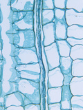 Longitudinal Section of a Milkweed Stem Showing the Latex Tube (Asclepias)  a Dicot  LM X65