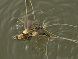 In an Attempt to Mate Several Male Long-Tailed Mayflies Congregate About a Hatching Individual