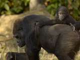 Western Lowland Gorilla (Gorilla Gorilla Gorilla) Mother and Young  Captive