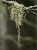 Old Man's Beard Lichen  Acadia National Park  Maine