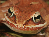 Wood Frog (Rana Sylvatica)  Eastern and Northern North America
