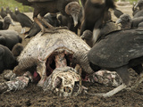 Black Vultures (Coragyps Atratus) Scavenging on Carcass of an Olive Ridley Sea Turtle