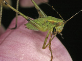 Katydid  Order Orthoptera  Family Tettigoniidae  New Hampshire  USA