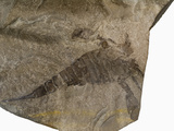 Fossil Sea Scorpion  Eurypterus  Paleozoic Arthropods  Ancestors of Horseshoe Crabs  New York