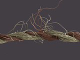 Cotton Thread  SEM