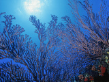 Sea Fan (Iciligorgia Schrammi)  Phylum Cnidaria  Class Anthozoa  Caribbean