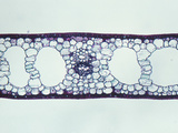 Cross-Section of an Eelgrass (Zostera) Monocot Leaf  LM X35