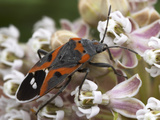 The Bright Colors of the Milkweed Bug (Lygaeus Kalmii) Advertise its Distastefulness to Predators