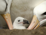 Black-Browed Albatross Chick Being Tended in the Nest by Two Adults