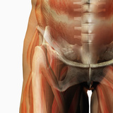 Human Male Hip Showing Bones and Muscles