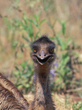 Emu Head (Dromaius Novaehollandiae)  Queensland  Australia