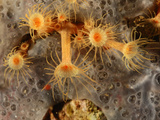Yellow Cluster Anemone (Parazoanthus Axinellae)  Mediterranean Sea