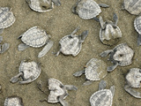 Olive Ridley Sea Turtle Hatchlings Torn Apart by Black Vultures