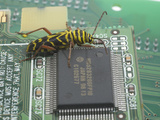 Locust Borer  Megacyllene Robiniae  on a Printed Circuit Board Next to an Integrated Circuit