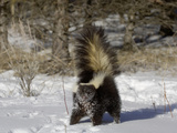 Striped Skunk (Mephitis Mephitis) in Snow with Tail Raised Ready to Spray  USA