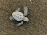An Olive Ridley Sea Turtle Hatchling (Lepidochelys Olivacea) on its Way to the Sea