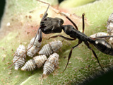 Trap-Jaw Ant (Odontomachus Bauri) Tending Honeydew-Producing Insects  Gamboa  Panama