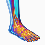 Human Ankle Showing Bones and Muscles