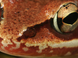 Wood Frog Eye (Rana Sylvatica)  Eastern and Northern North America