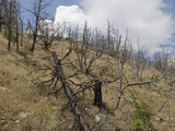 Thunderstorms Develop over a Burned Forest on a Steep Mountainside in Western Colorado