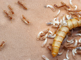 A Feeding Frenzy in an Adetomyrma Colony