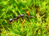 Worker Ants (Aphaenogaster Picea) Foraging in a Moss Bed