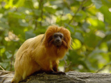 Golden Lion Tamarin (Leontopithecus Rosalia Rosalia)  Captive
