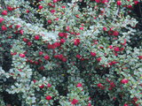 Rockspray Fruit and Leaves (Cotoneaster Horizontalis)