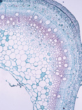 Cross-Section of a Hemp Stem (Cannabis Sativa)  LM X17