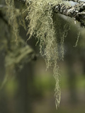 Old Man's Beard Lichen  Acadia National Park  Maine