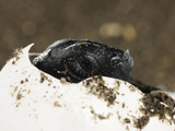 Olive Ridley Sea Turtle (Lepidochelys Olivacea) Hatching  Costa Rica