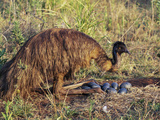 Emu (Dromaius Novaehollandiea) Male at the Nest with Eggs  Queensland  Australia