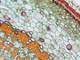 Cross-Section of the Epidermis of a Basswood (Tilia) Stem  LM X100