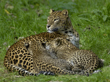 Sri Lankan Leopard (Panthera Pardus Kotiya) Mother and Cubs  Captive