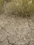 Dry Soil and Grassland Vegetation During a Drought in Northern Colorado