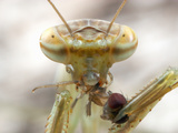 Chinese Mantis Nymph (Tenodera Aridifolia) with Prey